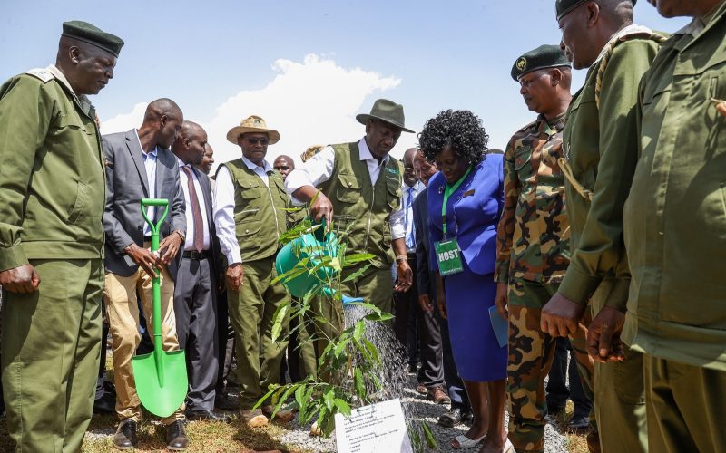 President William Ruto waters a seedling on Saturday, July 1, 2023