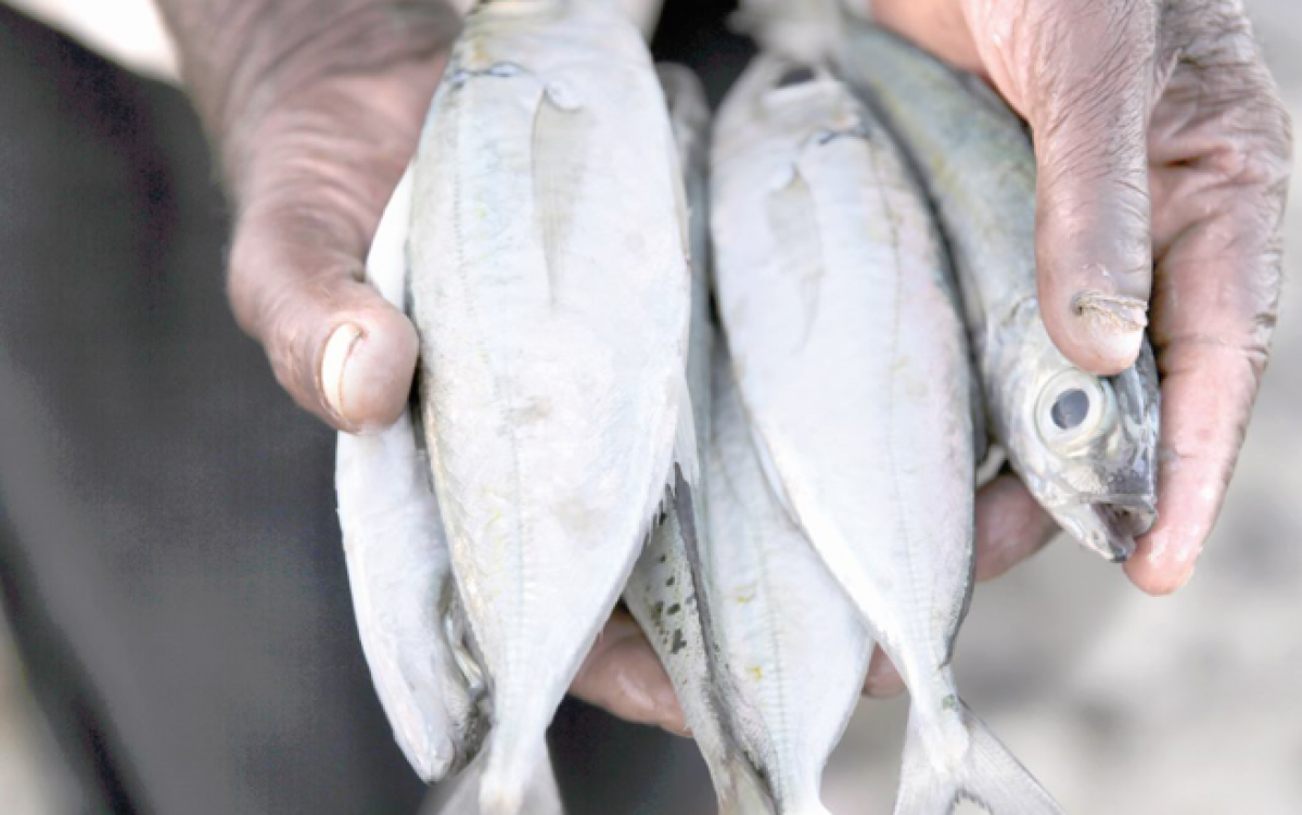 Fishing industry players push for protection of tuna species
